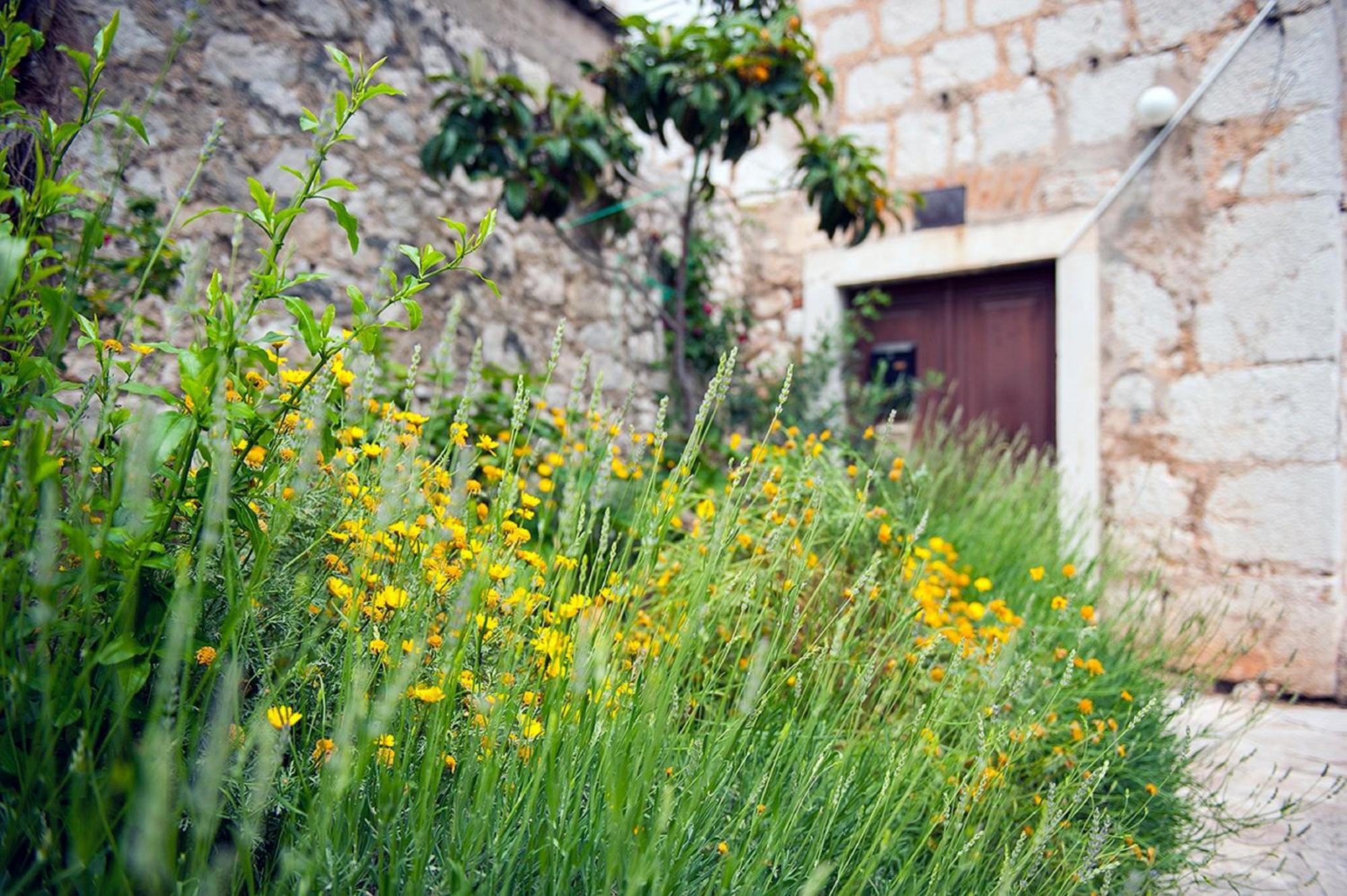 Dalmatian Garden - Free Parking - City Centre Šibenik Exteriér fotografie